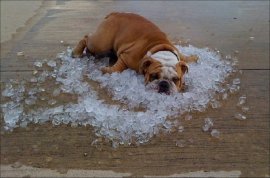 cooling-off-in-the-summer