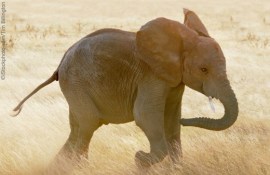 baby elephant 1